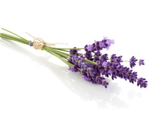 lavanda