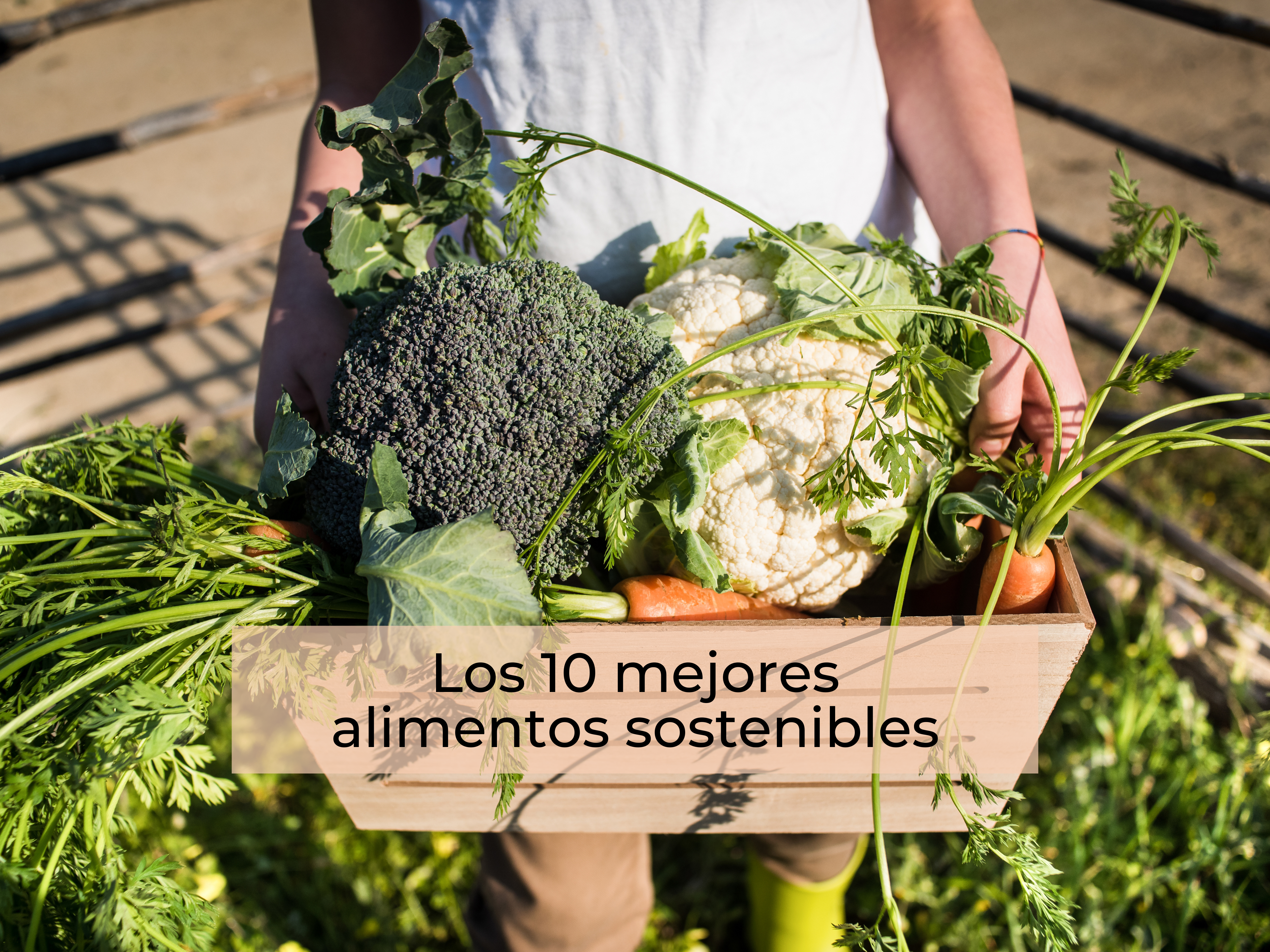 Los 10 mejores alimentos sostenibles