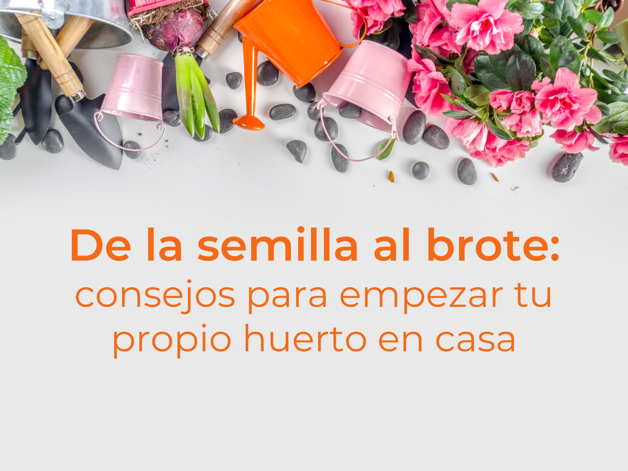 De la semilla al brote: consejos para empezar tu propio huerto en casa